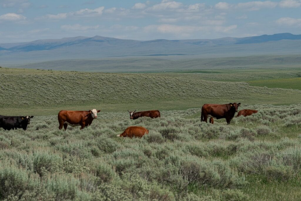 Oregon Ranch Land for Sale: Finding Acreage in Malheur County & Eastern Oregon