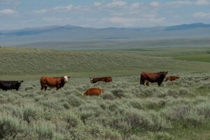 High-desert rangeland with sagebrush and rolling hills under open sky