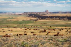 Cattle grazing on sagebrush rangeland in Owyhee County with distant buttes and canyon rim