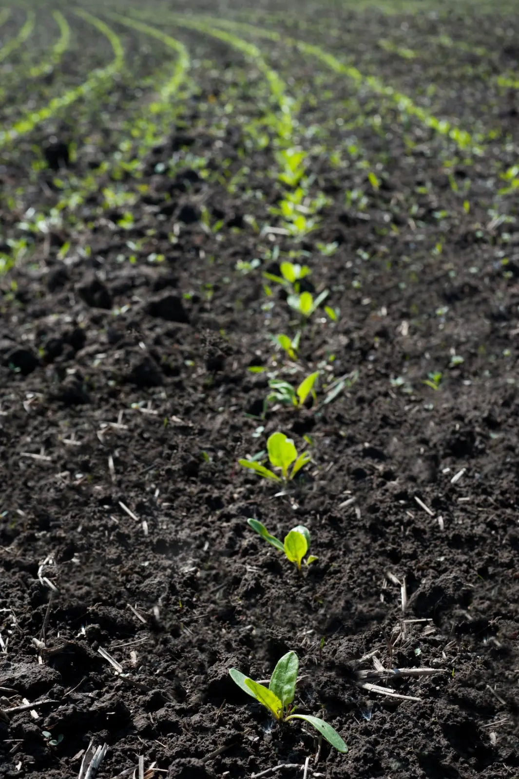 Crop History