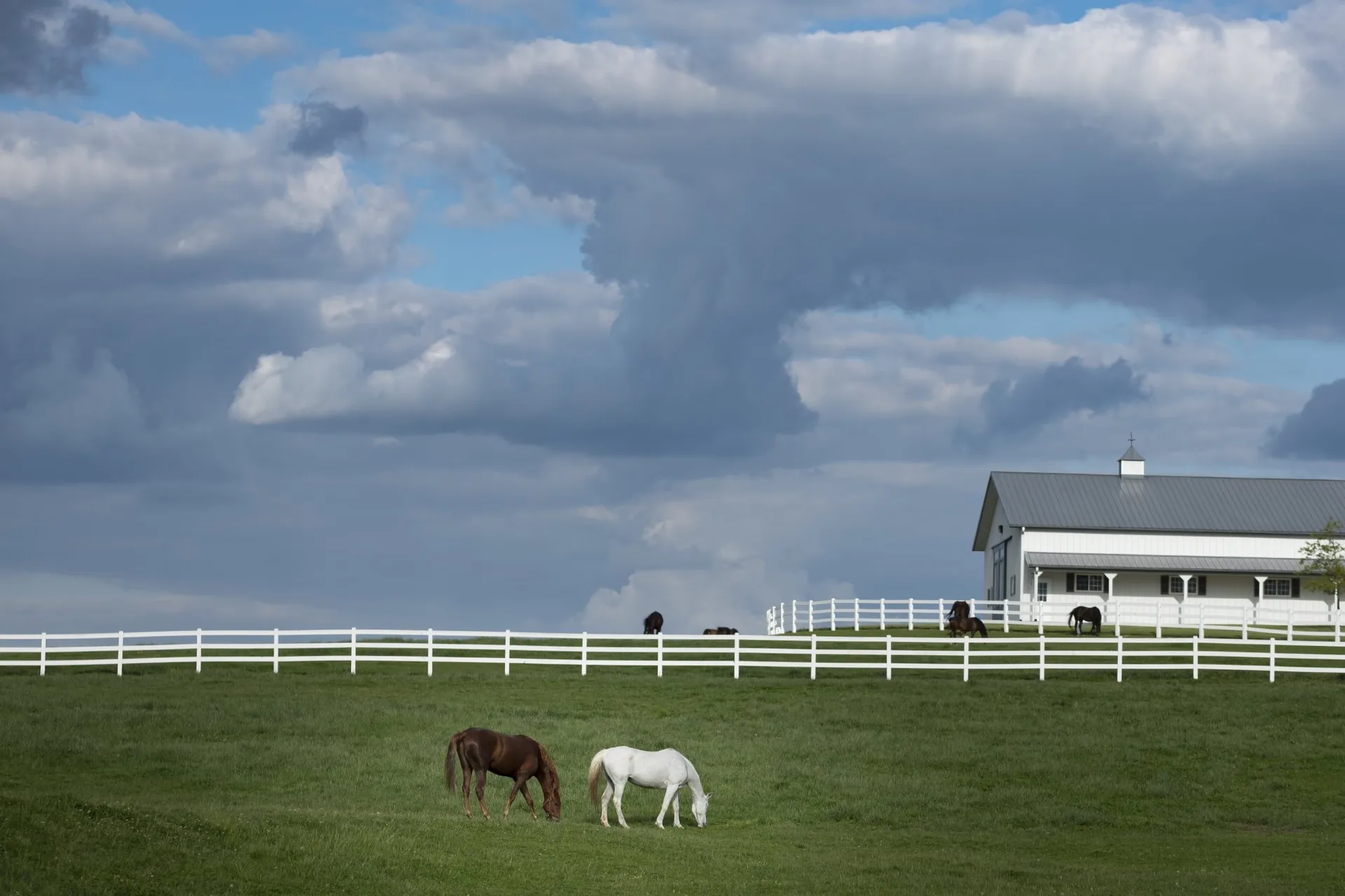Horse Properties