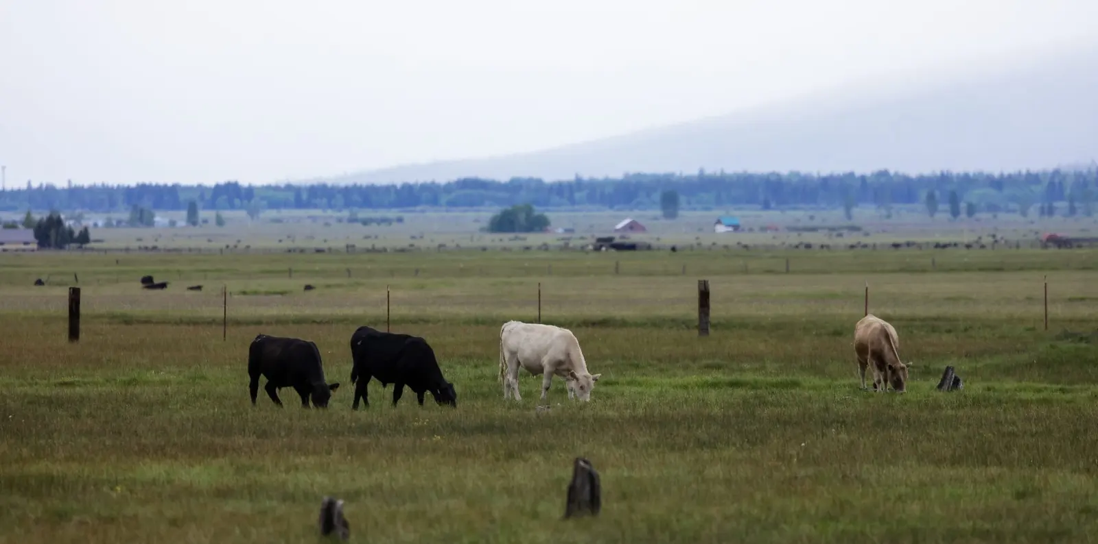 Ranch Properties