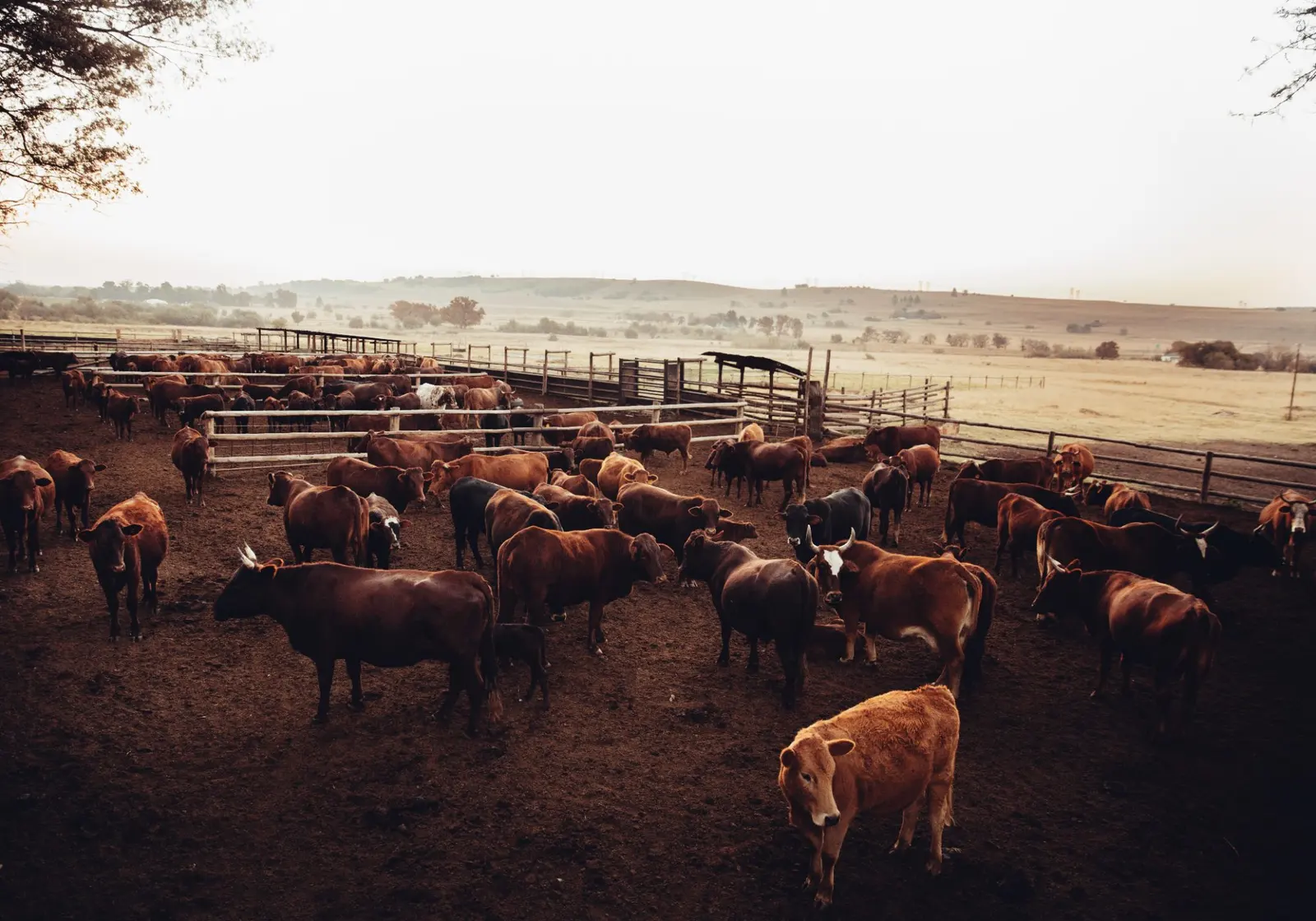 Hay Ground & Winter Feed